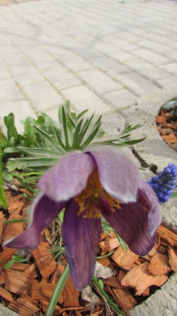  - A A Flori de gradina 1