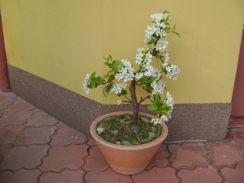 Mar decorativ - Primavara 2019