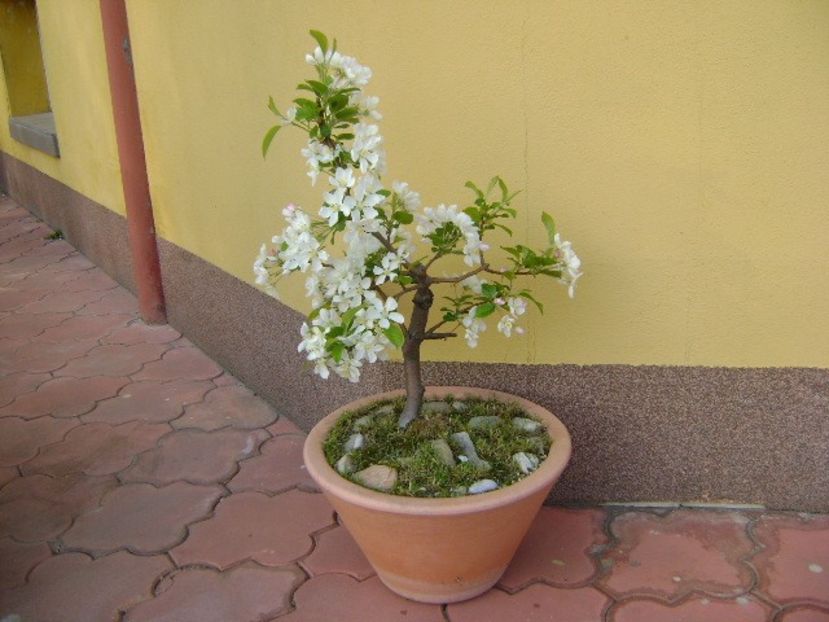 Mar decorativ - Primavara 2019