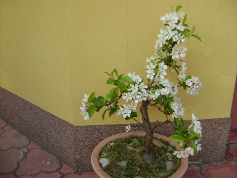 Mar decorativ - Primavara 2019