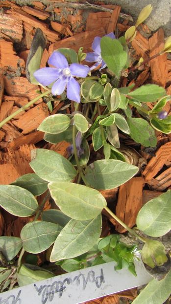  - A A Flori de gradina 1