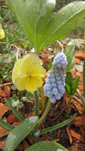  - A A Flori de gradina 1