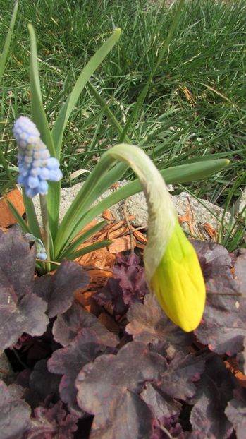  - A A Flori de gradina 1