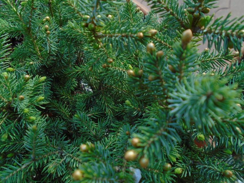 Mesteacan negru & Conifer pitic - Primavara 2019