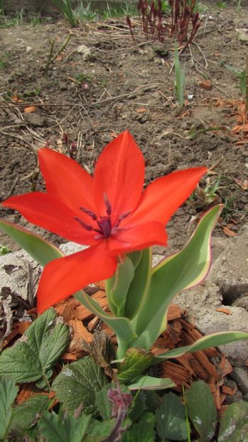  - A A Flori de gradina 1