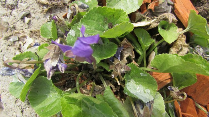  - A A Flori de gradina 1