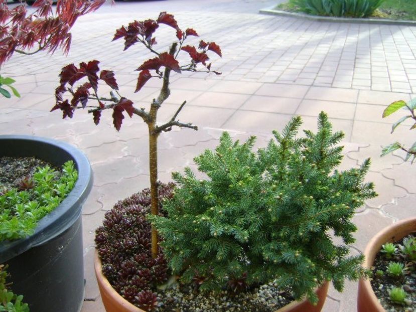 Mesteacan negru & Conifer pitic - Primavara 2019