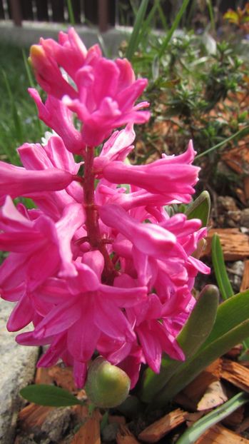  - A A Flori de gradina 1