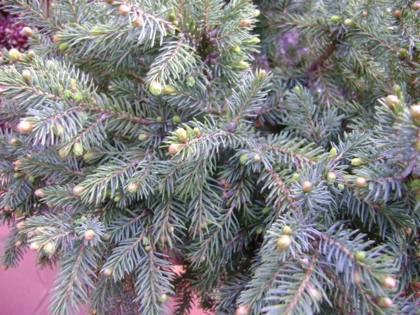 Mesteacan negru & Conifer pitic - Primavara 2019