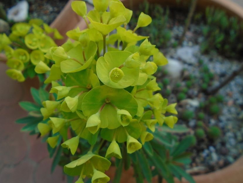 Euphorbia amygdaloides - Primavara 2019