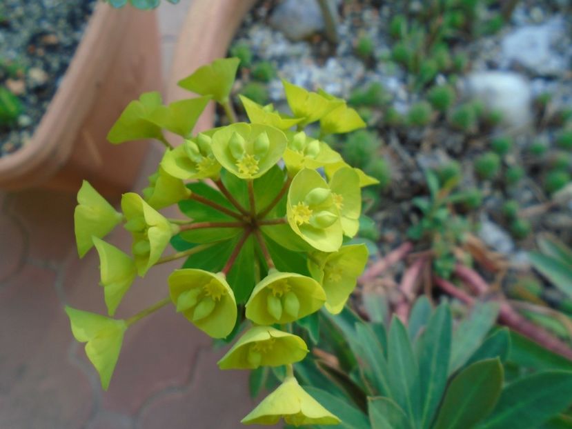 Euphorbia amygdaloides - Primavara 2019