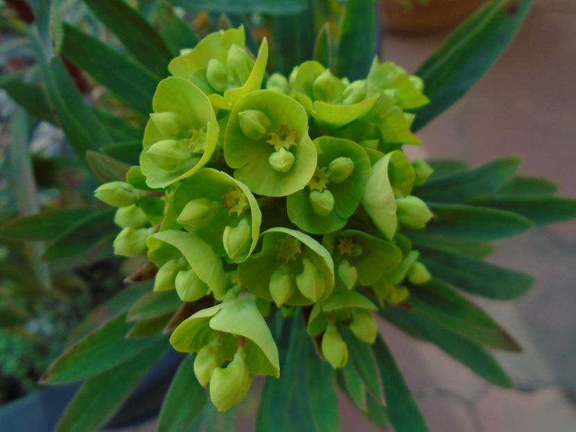 Euphorbia amygdaloides - Primavara 2019