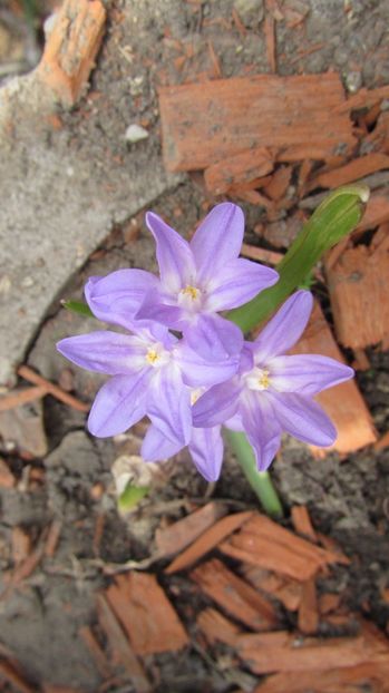  - A A Flori de gradina 1