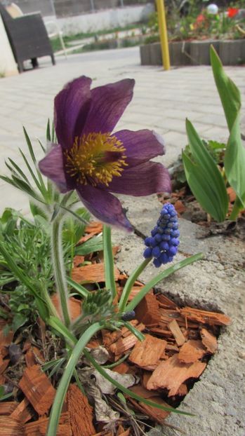  - A A Flori de gradina 1