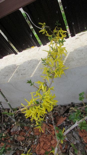  - A A Flori de gradina 1