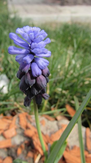  - A A Flori de gradina 1