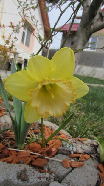  - A A Flori de gradina 1