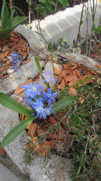  - A A Flori de gradina 1