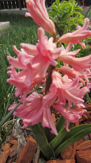  - A A Flori de gradina 1