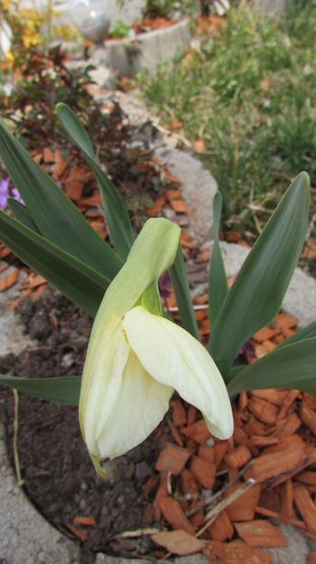  - A A Flori de gradina 1