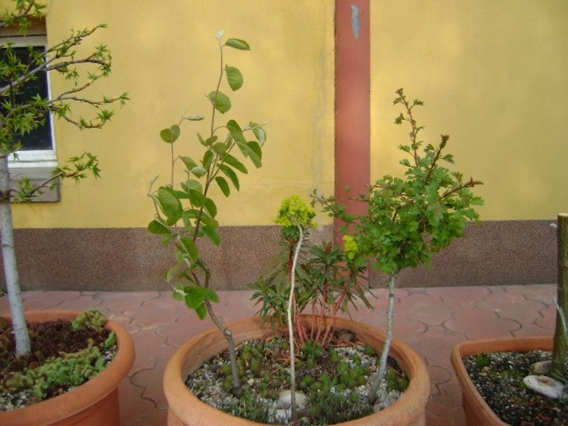 Arbore de stafide & Ginkgo biloba & Paducel - Primavara 2019