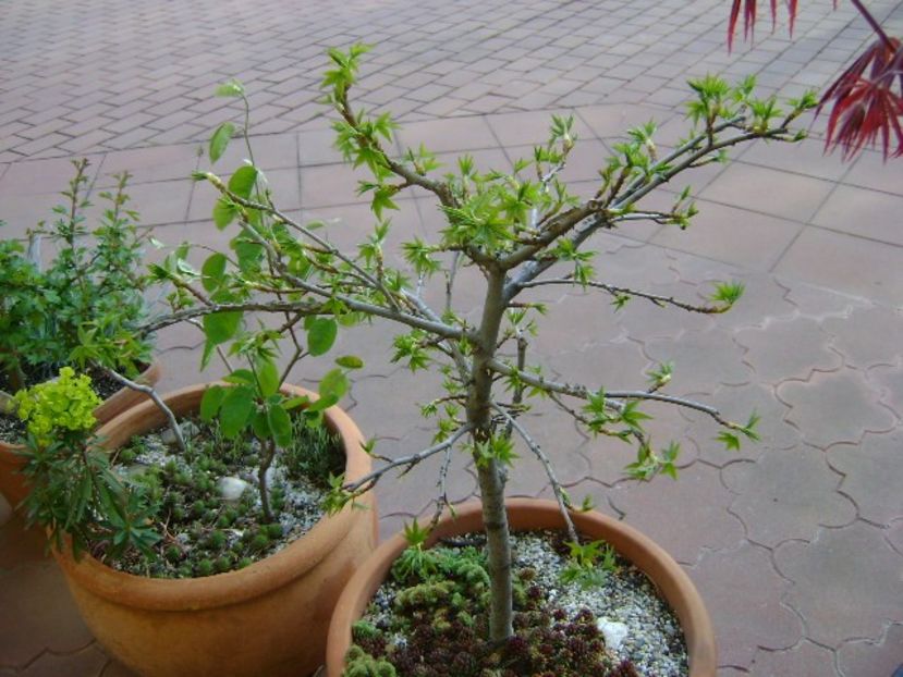 Liquidambar styraciflua - Primavara 2019