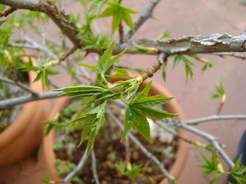 Liquidambar styraciflua - Primavara 2019