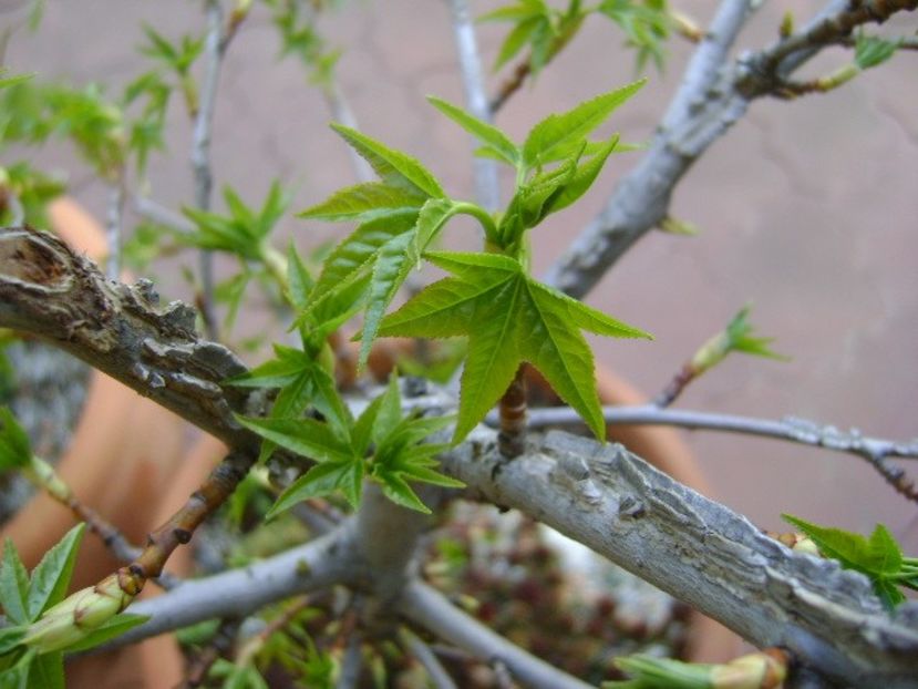 Liquidambar styraciflua - Primavara 2019