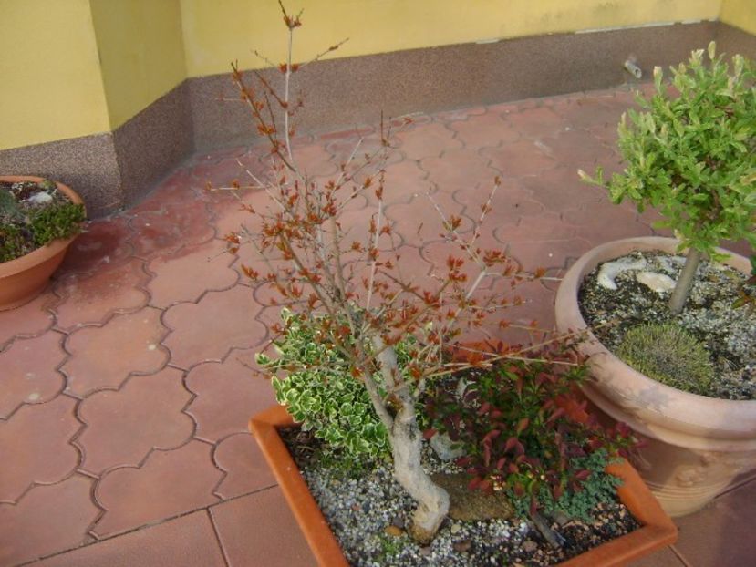 Rodiu & Berberis & Euonymus fortunei emerald - Primavara 2019