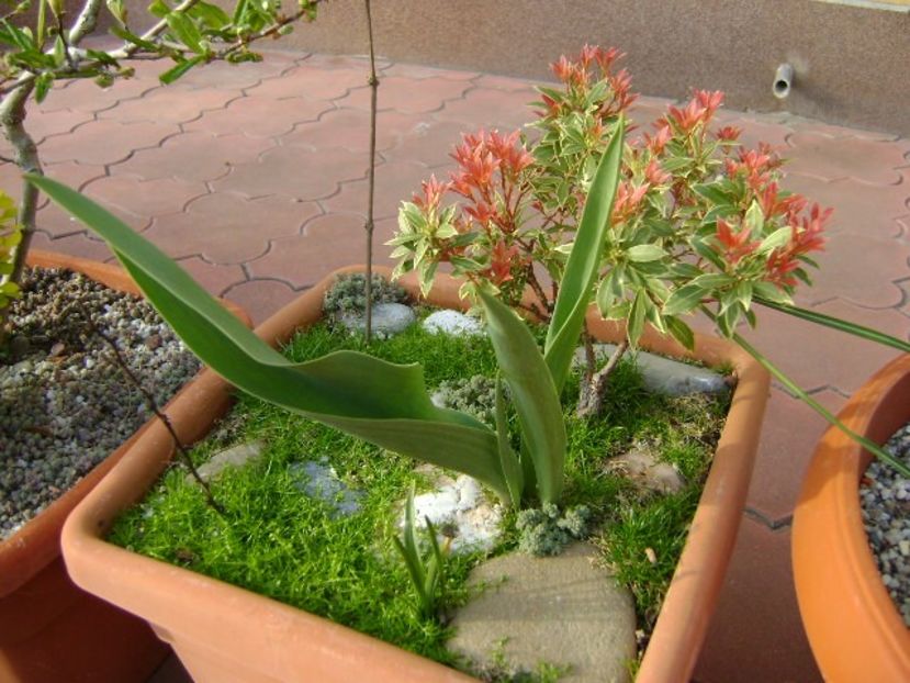 Pieris japonica - Primavara 2019