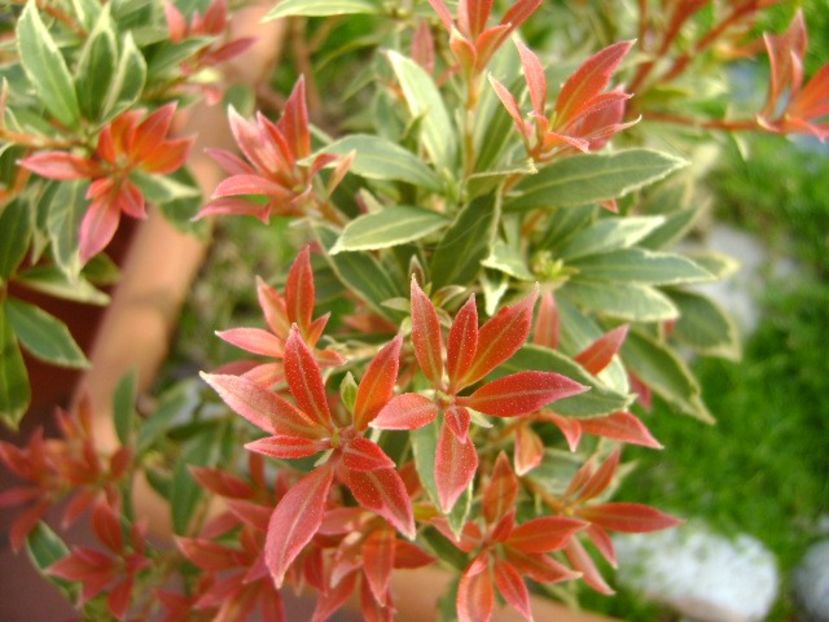 Pieris japonica - Primavara 2019