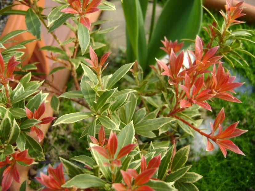 Pieris japonica - Primavara 2019