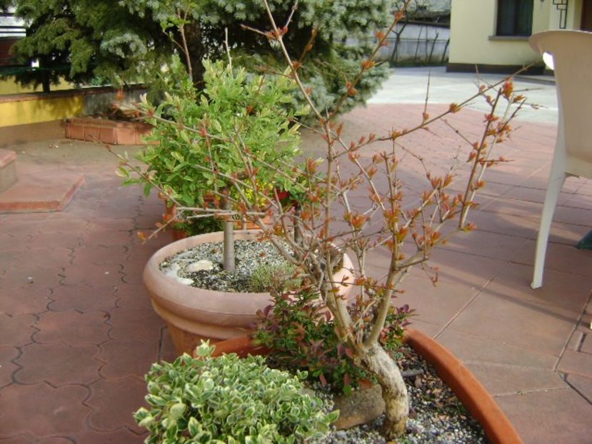 Rodiu & Berberis & Euonymus fortunei emerald - Primavara 2019