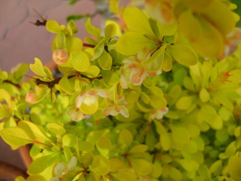Berberis auriu, flori - Primavara 2019