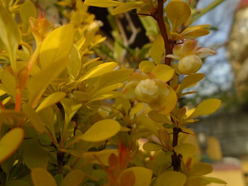 Berberis auriu, flori - Primavara 2019