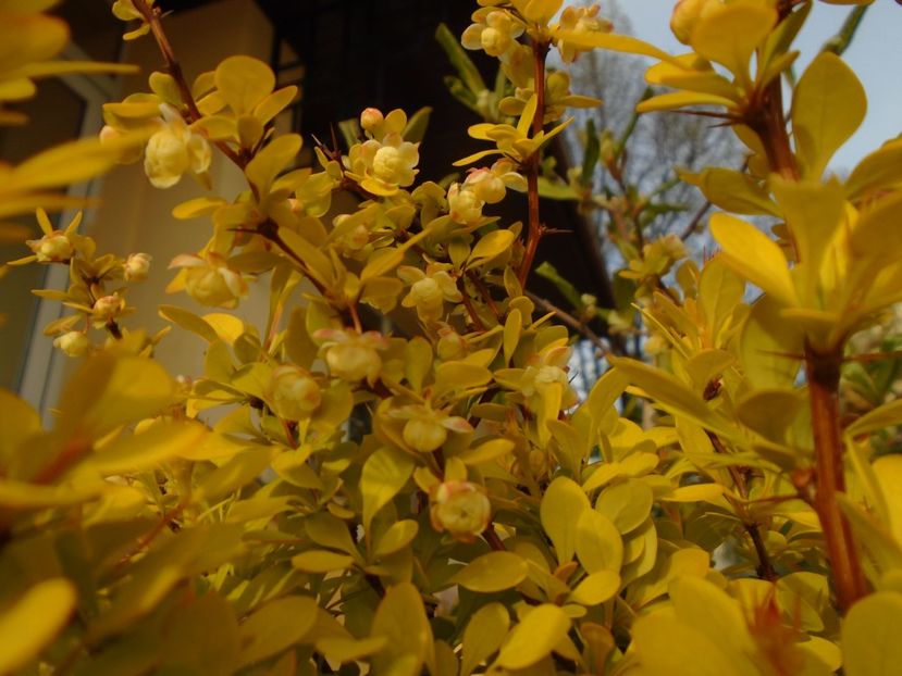 Berberis auriu, flori - Primavara 2019