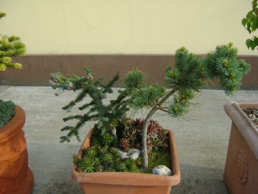 Abies pinsapo & Pinus ”Shizukagoten” - Primavara 2019