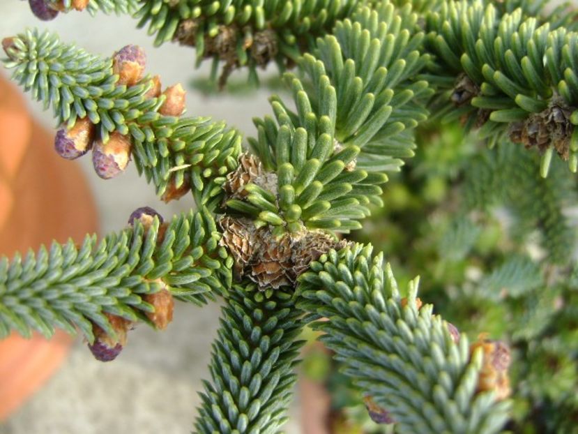 Abies pinsapo & Pinus ”Shizukagoten” - Primavara 2019