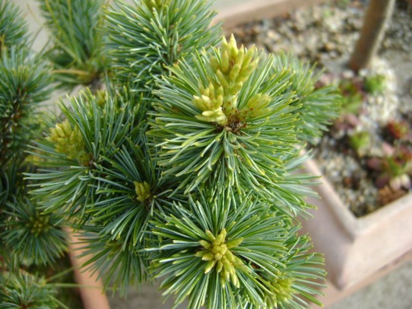 Abies pinsapo & Pinus ”Shizukagoten” - Primavara 2019