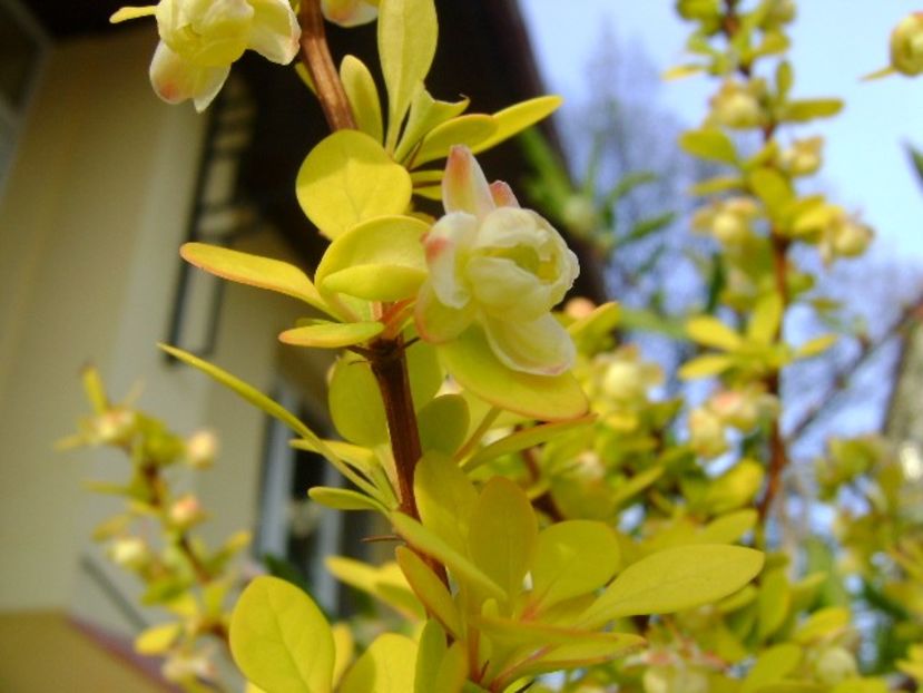 Berberis auriu, flori - Primavara 2019
