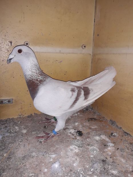  - PORUMBEI BRICOUX 2019 CRESCATORIA CARAMIDA ROBERT