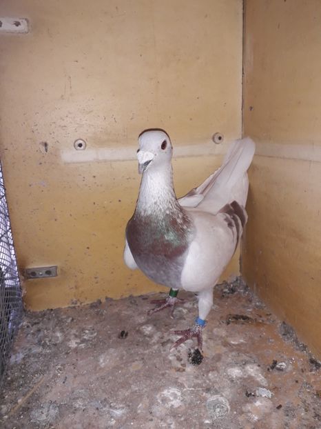  - PORUMBEI BRICOUX 2019 CRESCATORIA CARAMIDA ROBERT