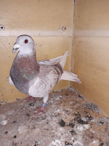  - PORUMBEI BRICOUX 2019 CRESCATORIA CARAMIDA ROBERT