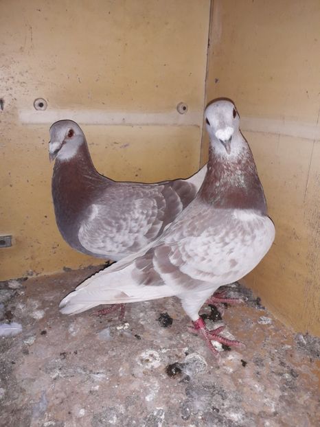  - PORUMBEI BRICOUX 2019 CRESCATORIA CARAMIDA ROBERT