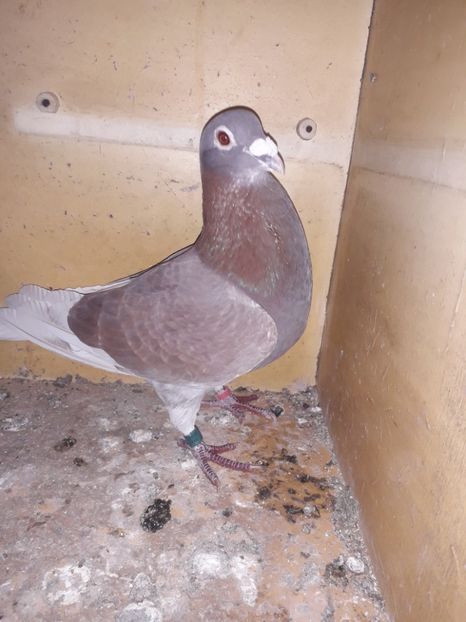  - PORUMBEI BRICOUX 2019 CRESCATORIA CARAMIDA ROBERT