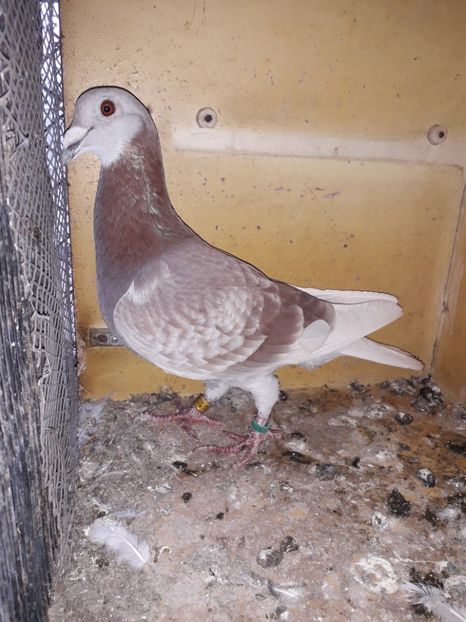  - PORUMBEI BRICOUX 2019 CRESCATORIA CARAMIDA ROBERT