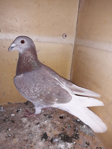  - PORUMBEI BRICOUX 2019 CRESCATORIA CARAMIDA ROBERT