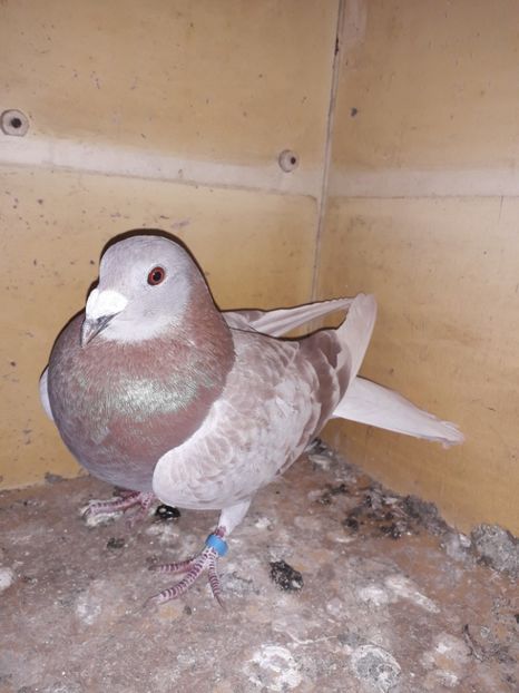  - PORUMBEI BRICOUX 2019 CRESCATORIA CARAMIDA ROBERT