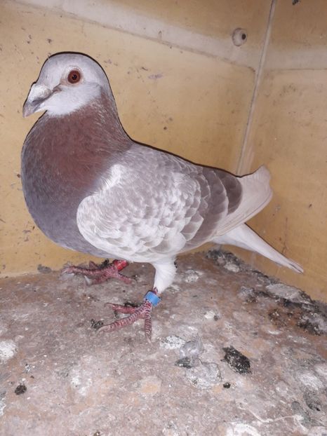  - PORUMBEI BRICOUX 2019 CRESCATORIA CARAMIDA ROBERT