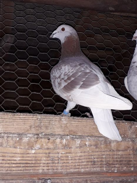  - PORUMBEI BRICOUX 2019 CRESCATORIA CARAMIDA ROBERT